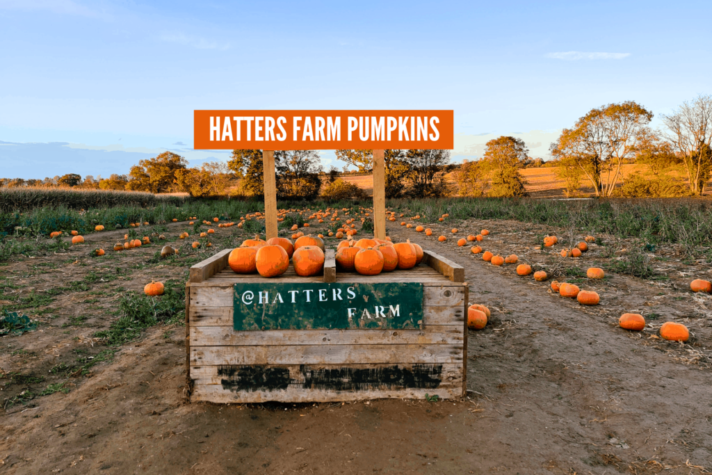 Hatters Farm Pumpkins Fun Food and Fall Festivities